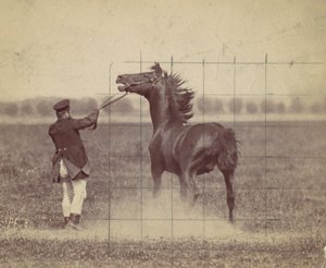 Cavallo, 1884