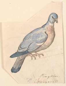 Un piccione selvatico da P.C. Skovgaard