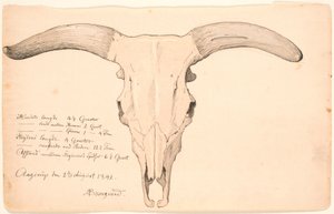 Cranio di una mucca da P.C. Skovgaard