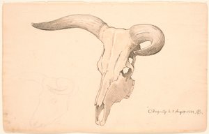 Cranio di una mucca, in tre quarti di profilo, il corno sinistro curvo