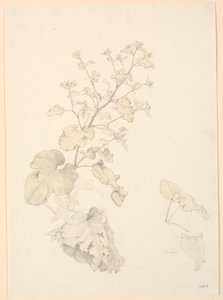 Piante di acetosa da P.C. Skovgaard
