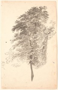 Studio di alberi alti e snelli con fogliame da P.C. Skovgaard