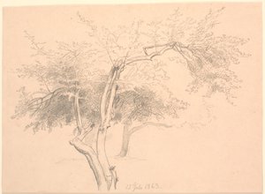 Studio di cime di alberi