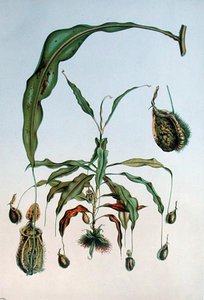 Nepenthes Hookeriana, tavola botanica da 