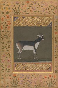 Cervo nero, Folio dall