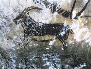 Capra o camoscio, pittura rupestre nella Sala Nera, Magdaleniano (pittura rupestre)