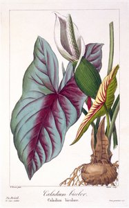 Caladium bicolor da Panacre Bessa