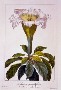 Vite del calice, pub. 1836