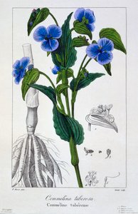 Commelina tuberosa da Panacre Bessa