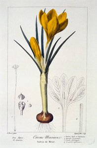 Crocus Maesiacus da Panacre Bessa