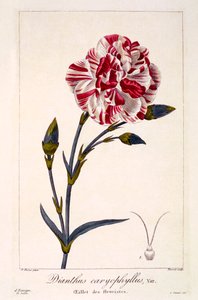 Dianthus caryophyllus da Panacre Bessa