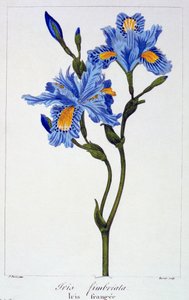 Iris frangiato, pub. 1836