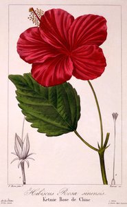 Ibisco: H. rosa-sinensis, pub. 1836