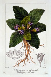 Mandragora officinarum, pub. 1836