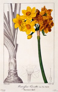 Narciso Tazetta, pub. 1836