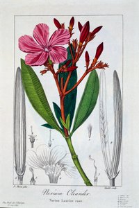 Nerium Oleander da Panacre Bessa
