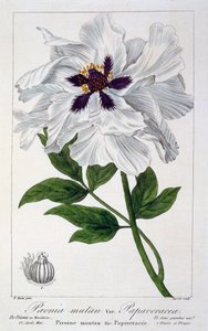 Peaeonia Suffruticosa da Panacre Bessa