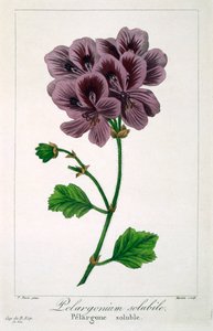 Pelargonium, 1836