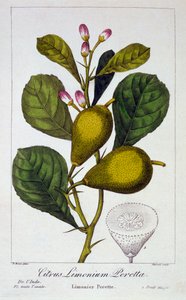 Peretta Limone, pub. 1836