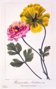 Ranuncolo persiano, pubblicato nel 1836 da Panacre Bessa