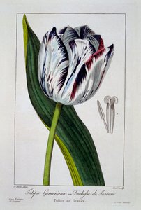 Tulipano: Duchessa di Toscana da Panacre Bessa