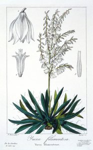 Yucca filimentosa, pub. 1836