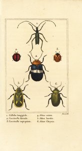 Callidium longipes 1, coccinelle, Jauravia dorsalis 2, Coccinella septempunctata 3, coleotteri delle pulci, Altica cincta 4, Altica emarginata 5, e Altica chrysis 6 da Pancrace (after) Bessa