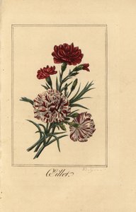 Garofano, Dianthus caryophyllus da Pancrace (after) Bessa