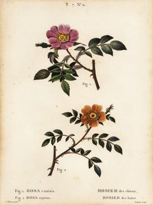 Rosa canina, Rosa canina, Rosier des chiens 1, e rosa selvatica a foglie piccole, Rosa sepium, Rosa agrestis, Rosier des haies 2 da Pancrace (after) Bessa
