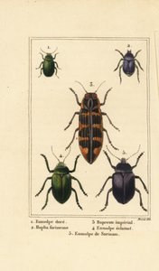Coleottero Dogbane, Chrysochus auratus 1, Hoplia argentea 2, coleottero gioiello banksia, Cyrioides imperialis 3, Eumolpus fulgidus 4, e Eumolpus surinamensis 5 da Pancrace (after) Bessa