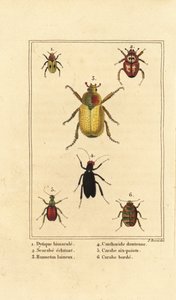 Dytiscus bimaculatus, scarabeo, maggiolino, Cantharis, Carabus sexpunciatus, Omophron limbatum da Pancrace (after) Bessa