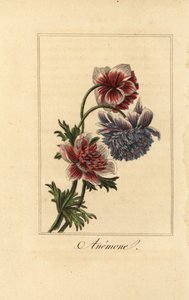 Anemone coronaria ibrida da Pancrace (after) Bessa