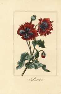 Varietà ibrida di papavero, pavot, Papaver rhoeas da Pancrace (after) Bessa