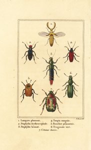 Coleottero Lampyris, coleottero rove, Staphylinus erythropterus 2, specie di Staphylinus 3, Ampedus sanguineus 4, Silpha pedemonta 5, Temnoscheila virescens 6, e coleottero rosa, Cetonia aurata 7 da Pancrace (after) Bessa