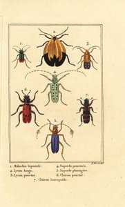 Coleottero malachite, Malachius bipustulatus, coleotteri dalle ali a rete, Lycus melanurus, Lycus punctatus, Saperda punctata, Trichodes octopunctatus, Trichodes apiarius da Pancrace (after) Bessa