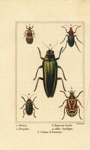Insetti: Elodes, Harpalus, Buprestis, Altica famelica, Cetonia da Pancrace (after) Bessa