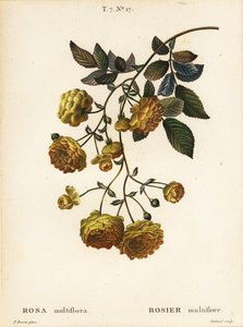 Rosa multiflora o rosa giapponese, Rosa multiflora, Rosier multifore