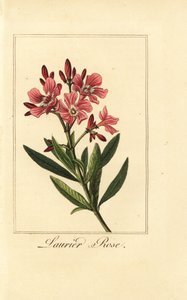 Oleandro, Laurier-rose, Nerium oleander da Pancrace (after) Bessa