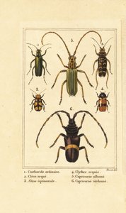 Coleottero spagnolo, Lytta vesicatoria 1, coleottero vespa, Clytus arietis 2, Altica equinoctialis 3, Clytra quadripunctata 4, coleotteri longhorn, Chlorida festiva 5 e Trachyderes succinctus 6 da Pancrace (after) Bessa