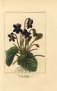 Viola odorata da Pancrace (after) Bessa