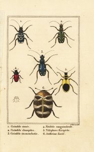 Cicindele, Cicindela sinuata 1, Cicindela campestris 2, Cicindela sexguttata 3, Nitidula sanguinolenta 4, variegato tappeto di coleotteri, Telephore flavipede 5, Anthrenus verbasci 6 da Pancrace (after) Bessa