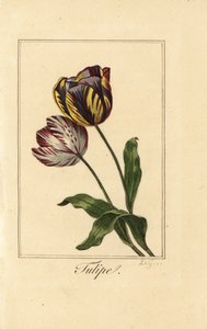 Varietà di tulipano, Tulipa gesneriana da Pancrace (after) Bessa