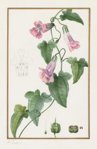 (Botanico: Maurandia semperflorens)