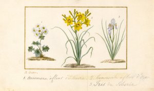 Anemone, Hemerocale e Iris da Pancrace Bessa