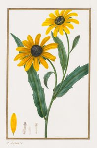 Susan dagli occhi neri, 1828-1835 da Pancrace Bessa
