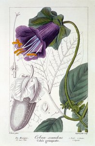 Cobaea scandens, 1836 da Pancrace Bessa