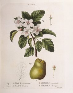Melo selvatico (Malus coronaria), Henry Louis Duhamel du Monceau, tavola botanica di Pancrace Bessa da Pancrace Bessa