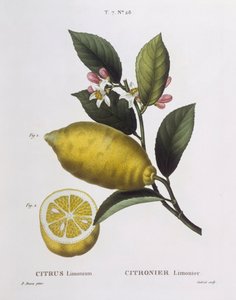 Limone (Citrus limonium), tavola botanica di Pancrace Bessa
