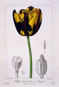 Tulipano di Enrico IV, 1836
