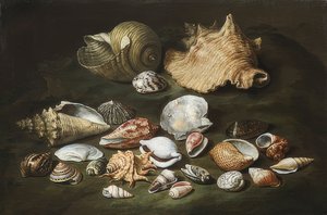 Natura morta con conchiglie